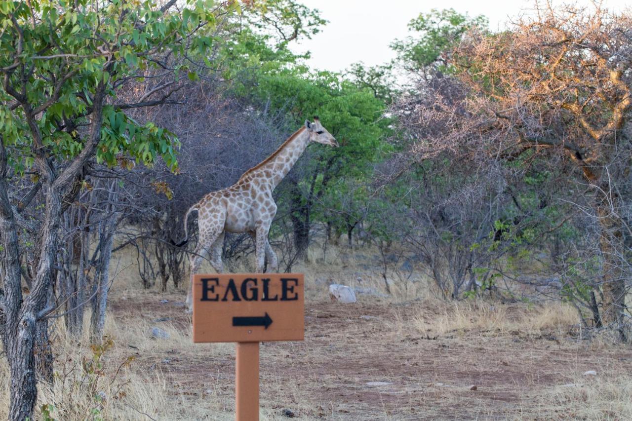 Eagle Tented Lodge & Spa Okaukuejo Extérieur photo